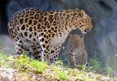 В Приморье у самки краснокнижного дальневосточного леопарда появилось потомство