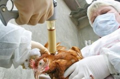 На Кубани с начала года провели 1,9 млн вакцинаций птицы против гриппа