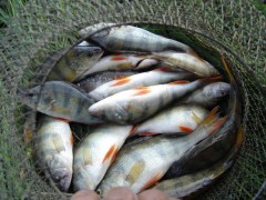 В Ростовской области снова пресекли незаконный вылов рыбы