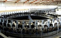 Инвестиции в молочно-товарную ферму в Белоглинском районе Краснодарского края составят 320 млн рублей
