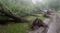 В Москве от урагана пострадали 168 человек