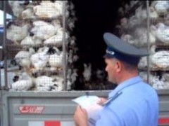Донские ветинспекторы пресекли перевозку и реализацию 1300 голов птицы без документов