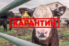 В Заветинском районе Ростовской области снят карантин по бруцеллезу КРС