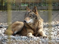 В зоопарке Барнаула волк напал на ребёнка