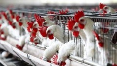 Ростовская область может стать лидером по производству мяса птицы