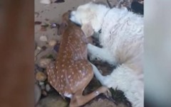 В США пес спас тонущего олененка