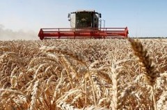 Валовой сбор зерна на Кубани превысил 10 млн тонн