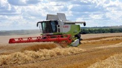 На Кубани завершается уборка пшеницы