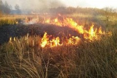 В Сочи работают мониторинговые группы по недопущению лесных пожаров