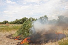В Калмыкии полицейские уничтожили более 5 тысяч кустов дикорастущей конопли