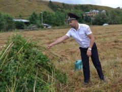 В Кисловодске уничтожили 1,5 тыс. кустов дикорастущей конопли