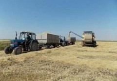 В этом году на Кубани планируют собрать не менее 900 тыс. тонн риса