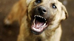 В Иркутской области собаки до смерти загрызли маленького мальчика