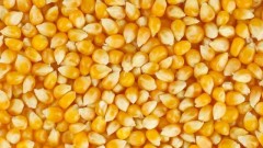 На Кубани обмолотили 335,9 тысяч га зерновой кукурузы
