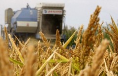 На Кубани собрали первые 200 тысяч тонн риса