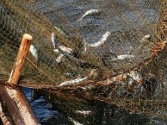 Кубанским рыболовам упростят правила промысла в Черном море
