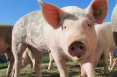 На Дону отменен карантин по африканской чуме свиней