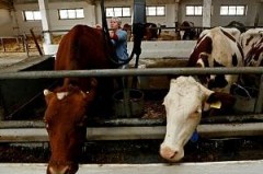 Кубанские фермеры получат гранты на развитие семейных животноводческих ферм
