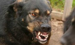 На Дону зарегистрирован 20-й случай бешенства животных за 2017 год