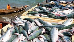 В России изменят правила рыболовства