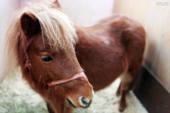 Беженец изнасиловал пони в детском зоопарке Берлина