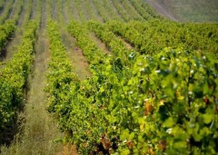 На Кубани высадят почти 4,5 млн саженцев винограда