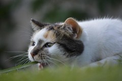 В Ростовской области дворовый кот умер от бешенства