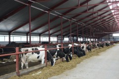 В Белоглинском районе модернизировали молочно-товарную ферму