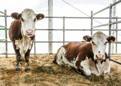 Закон о поддержке животноводства планируют принять на Кубани