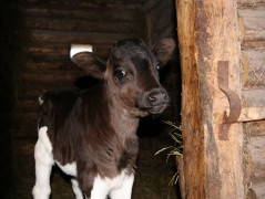 В донском хуторе Петровском выявлено бешенство у семимесячного бычка