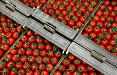 Смоленские пограничники задержали 100 тонн турецких овощей
