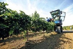 В Анапе возводят винодельческое хозяйство