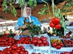 Кубань лидирует по производству тепличных овощей в России