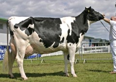 Карачаево-черкесская «Рея» получила из Дании 442 коровы