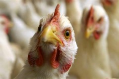 В Каменском районе Ростовской области снят карантин по гриппу птиц