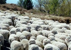 В Ростовской области выявлено почти 300 нелегально ввезенных овец