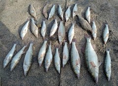 Пограничники пресекли незаконную ловлю рыбы в Ейском лимане