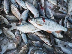 Дончанин незаконно поймал в Яшалтинском районе Калмыкии около 100 кг рыбы