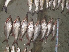В лиманах Азовского моря пограничники пресекли более 15 фактов незаконной рыбалки