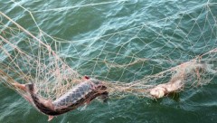 В Темрюкском районе за сутки из браконьерских сетей спасено рыбы на 65 тысяч рублей