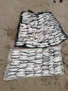 В Ейском районе Кубани задержали браконьера с уловом на 110 тысяч рублей