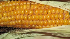 Урожай зерновой кукурузы на Кубани превысил 1 млн тонн