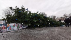 В Вологде рухнула главная новогодняя елка