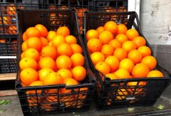 Свыше 4 тонн запрещенных к ввозу апельсинов оказались на рынке в Ростовской области
