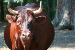 В Светлограде 53-летний мужчина погиб при нападении быка