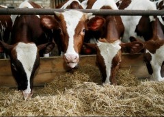 На Кубани выросло поголовье крупного рогатого скота