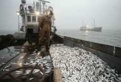 На Кубани капитан судна «Сириус» поплатился за нарушения правил рыболовства