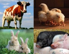 Кубань планирует увеличить экспорт в животноводческой отрасли