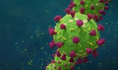 В Австралии исследуют препарат, подавляющий коронавирус за 48 часов