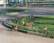 С экологией все отлично: на территории «Невинномысского Азота» появились зайцы